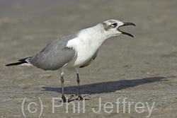 Laughing Gull