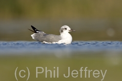 Laughing Gull