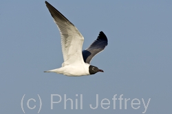 Laughing Gull