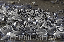 Laughing Gull