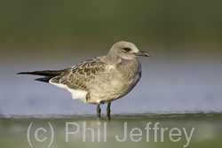 Laughing Gull