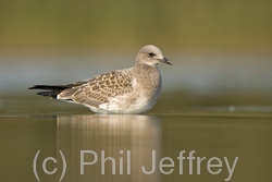 Laughing Gull