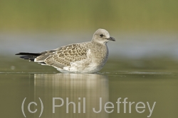 Laughing Gull