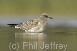 Laughing Gull