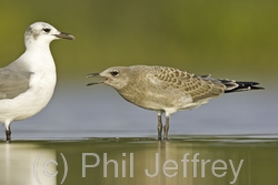 Laughing Gull