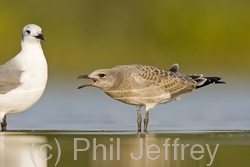 Laughing Gull