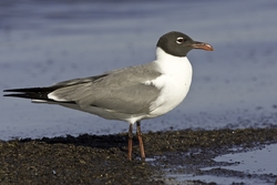 Laughing Gull