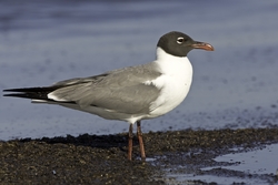 Laughing Gull
