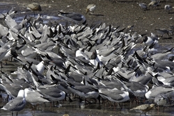 Laughing Gull