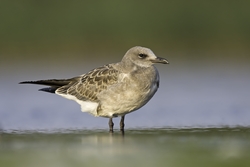 Laughing Gull