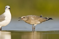 Laughing Gull