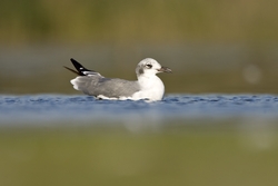 Laughing Gull