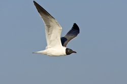 Laughing Gull
