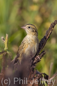 Le Conte's Sparrow