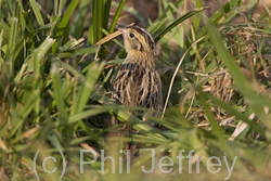 Le Conte's Sparrow