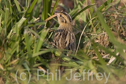 Le Conte's Sparrow