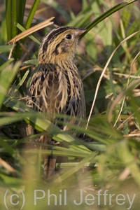 Le Conte's Sparrow