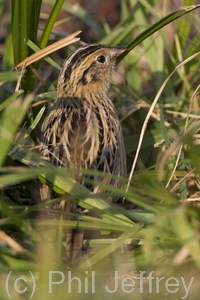 Le Conte's Sparrow