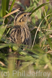Le Conte's Sparrow