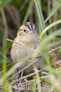 Le Conte's Sparrow