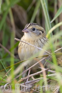 Le Conte's Sparrow