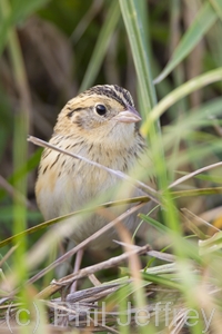 Le Conte's Sparrow