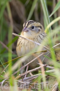 Le Conte's Sparrow