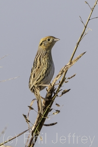 Le Conte's Sparrow