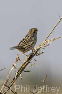 Le Conte's Sparrow