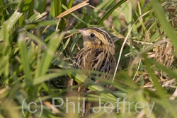 Le Conte's Sparrow
