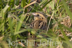 Le Conte's Sparrow