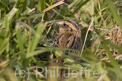 Le Conte's Sparrow
