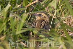 Le Conte's Sparrow