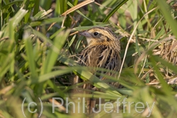 Le Conte's Sparrow