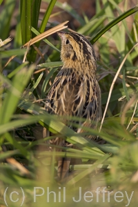 Le Conte's Sparrow
