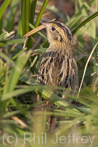 Le Conte's Sparrow