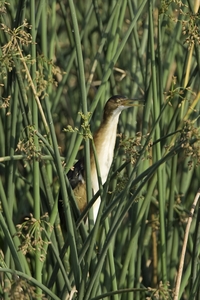 Least Bittern