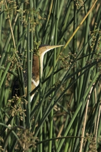 Least Bittern