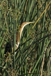 Least Bittern
