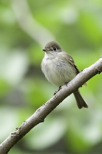 Least Flycatcher