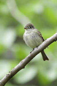 Least Flycatcher