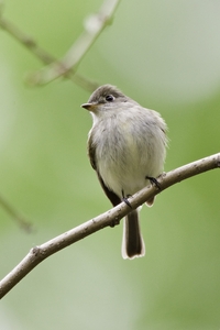 Least Flycatcher