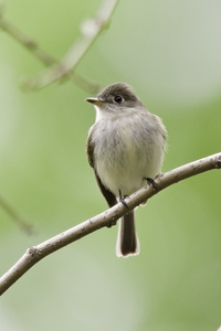 Least Flycatcher