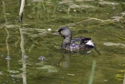 Least Grebe