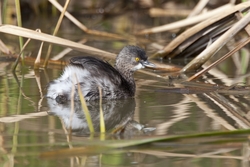 Least Grebe