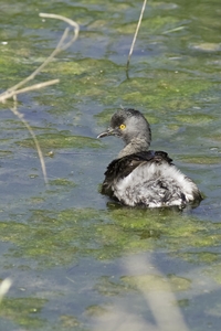 Least Grebe