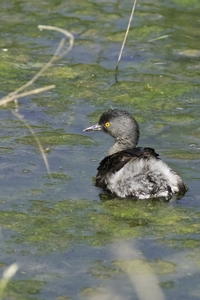 Least Grebe