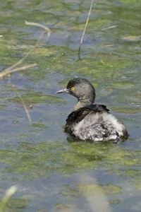 Least Grebe