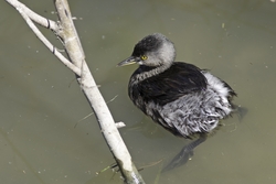 Least Grebe