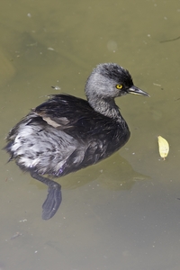 Least Grebe